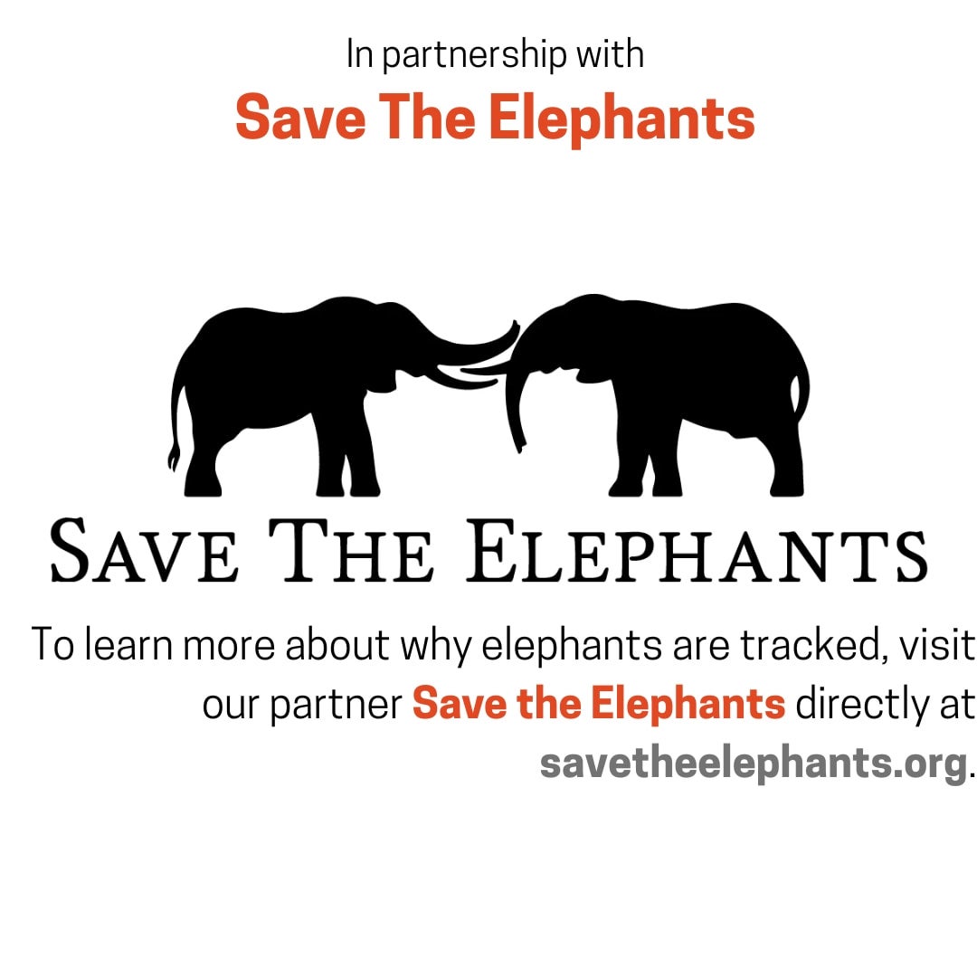 Save the top elephants bracelet